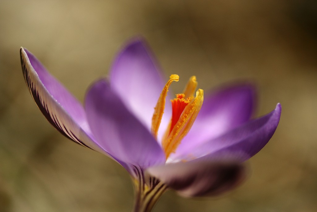 Flor de azafrán