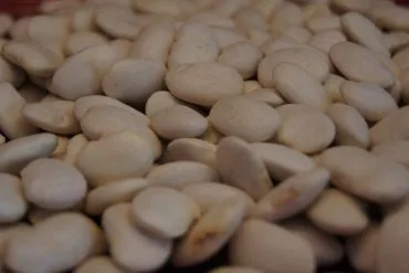 Judión de La Granja: grano seco, blanco, grande y arriñonado, la variedad amparada por la IGP