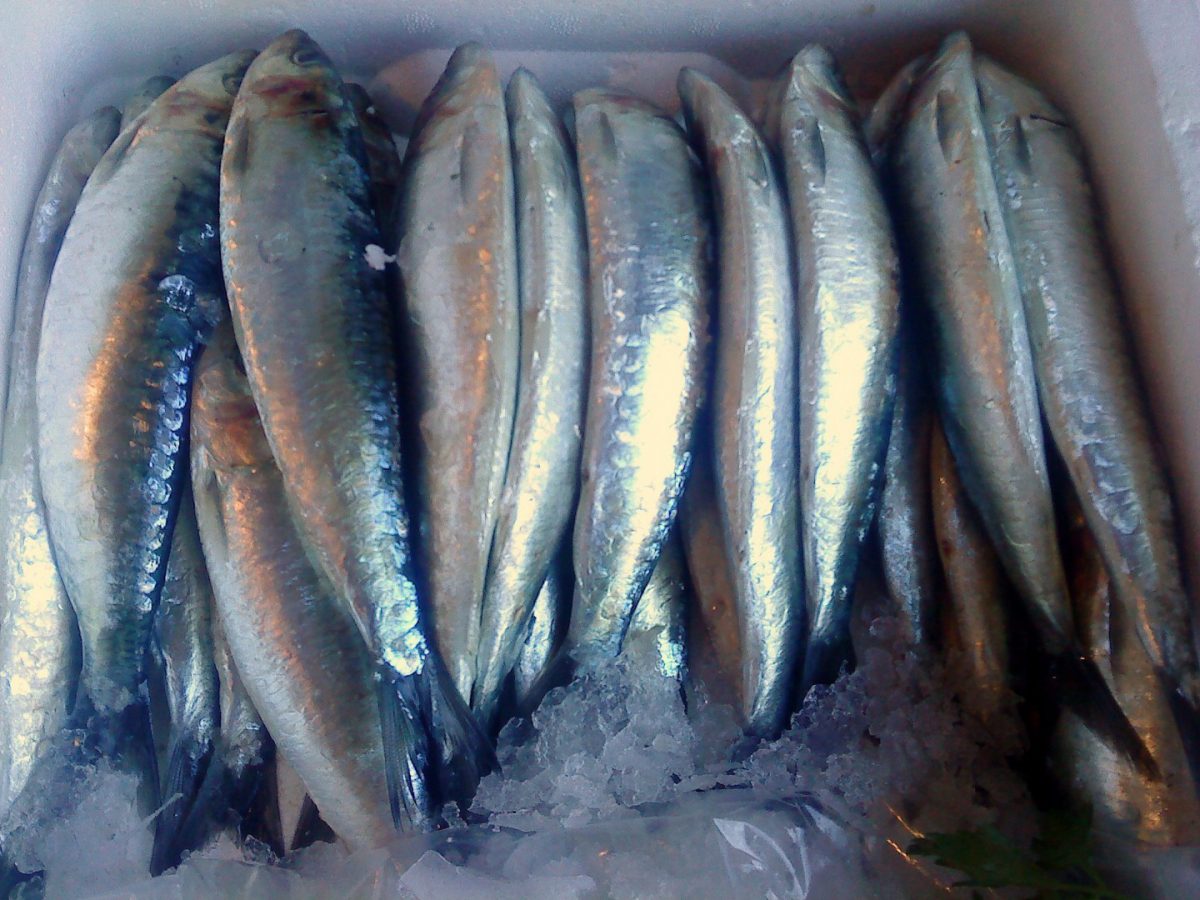 Pescado azul sardinas