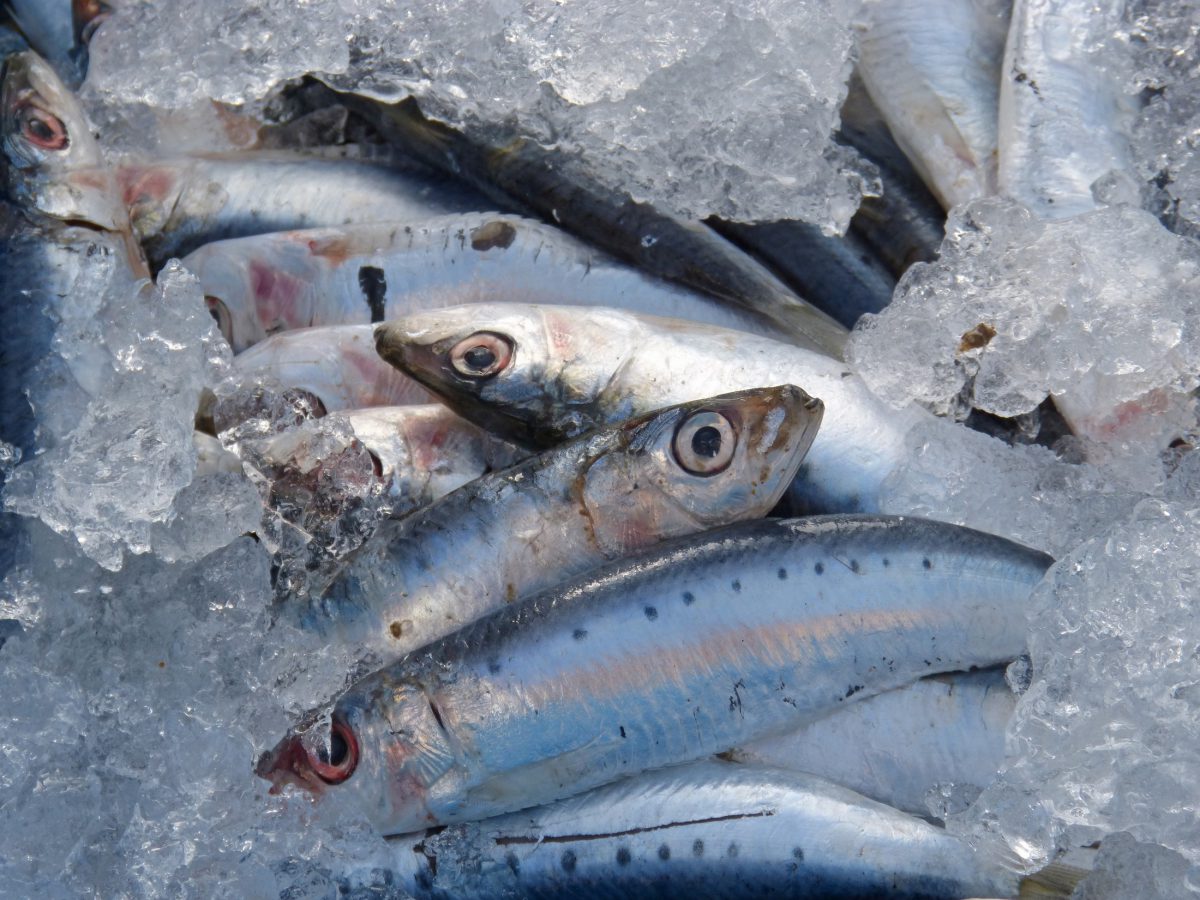 Sardinas, Pescado azul