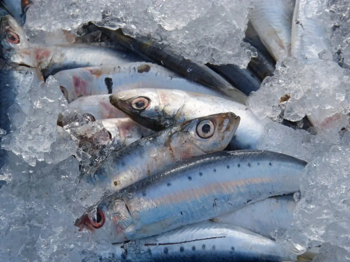 Sardinas Sardinas, Pescado azul