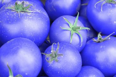 Tomates azules