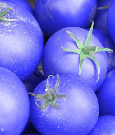 Tomates azules