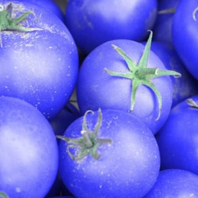 Tomates azules