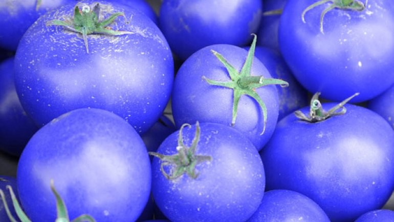 Tomates azules