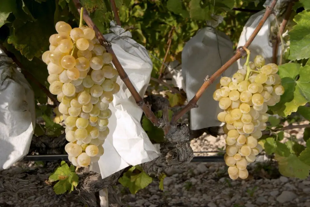 Uva de Vinalopó Uva de Vinalopó