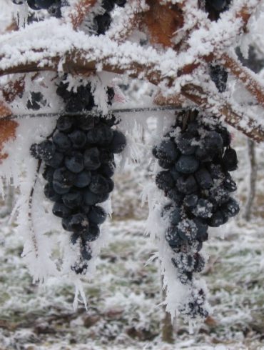 Vino de Hielo
