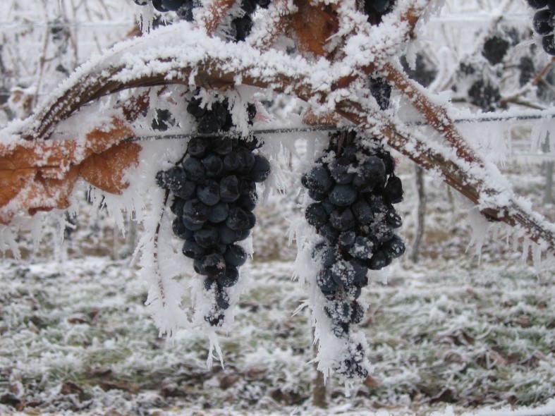 Vino de Hielo