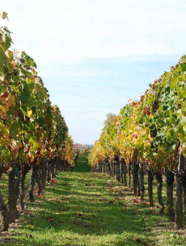 Viñedos en otoño