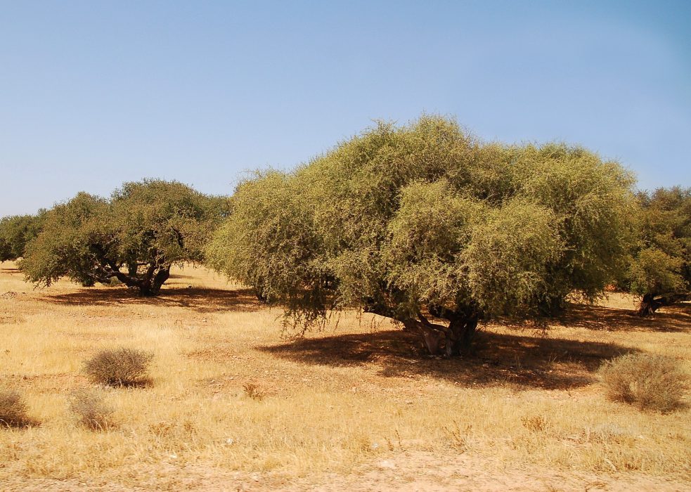 Plantation de aceite de argan