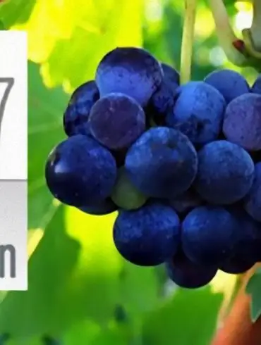 VINEXPO 2007