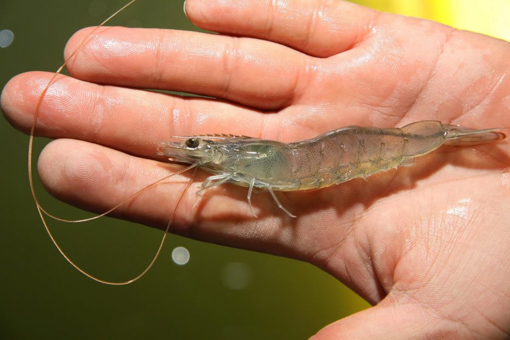 Gamba de Piscifactoría