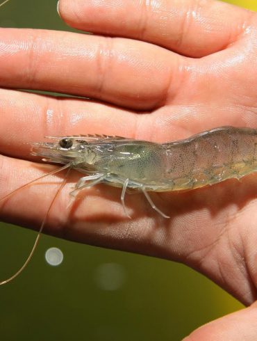 Gamba de Piscifactoría