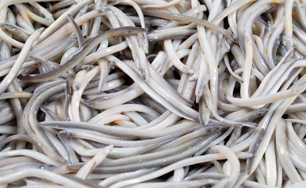 angulas