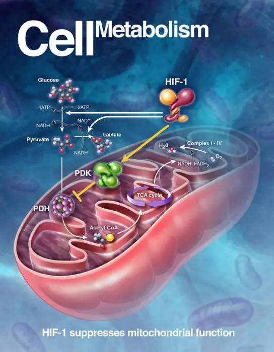 Cell Metabolism Cell Metabolism