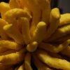 La mano de Buda, el limón más curioso