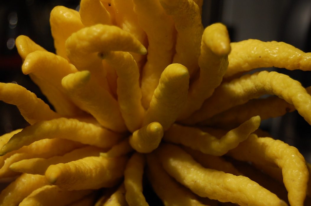 La mano de Buda, el limón más curioso