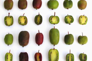 El kiwiño es una nueva fruta rica y dulce