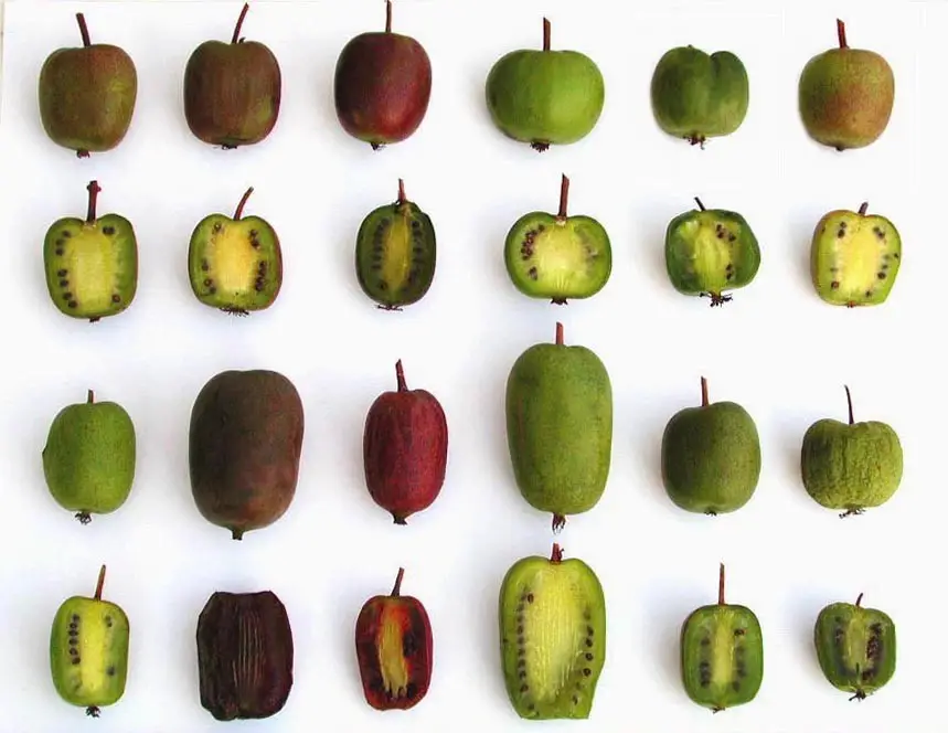 kiwiño El kiwiño es una nueva fruta rica y dulce
