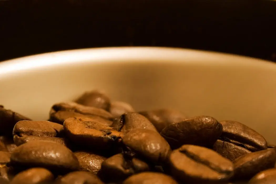 Kopi Luwak El café más caro del mundo (3)