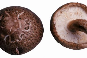 Seta Shiitake