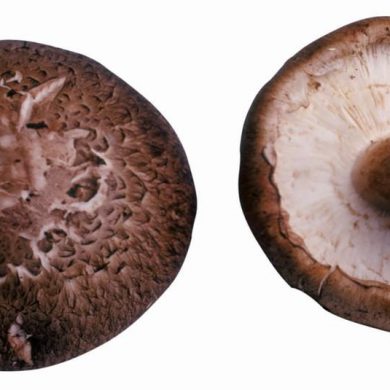 Seta Shiitake