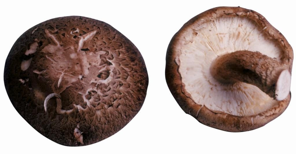 Seta Shiitake