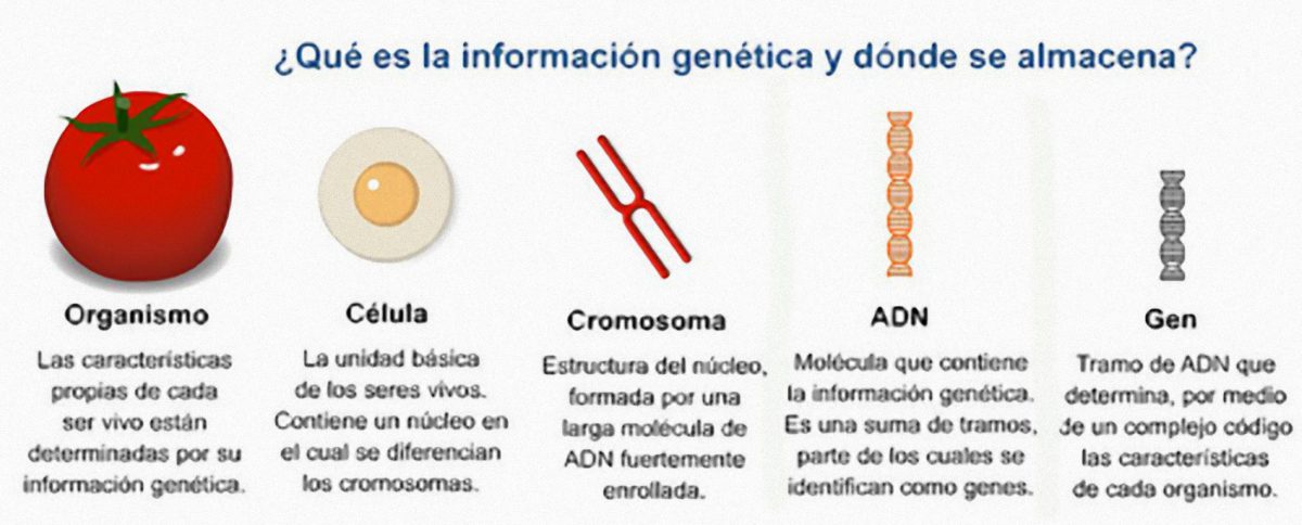 Productos Transgenicos