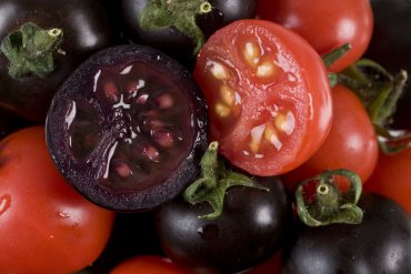 Tomates morados contra el cancer