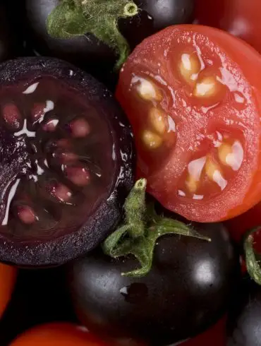 Tomates morados contra el cancer
