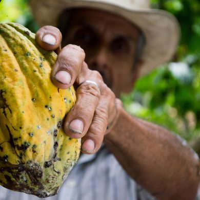 Producto de cacao