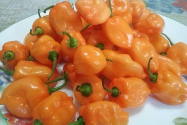 El chile habanero Mayapán