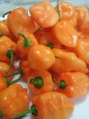 El chile habanero Mayapán