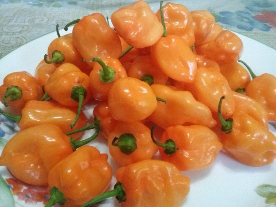 El chile habanero Mayapán