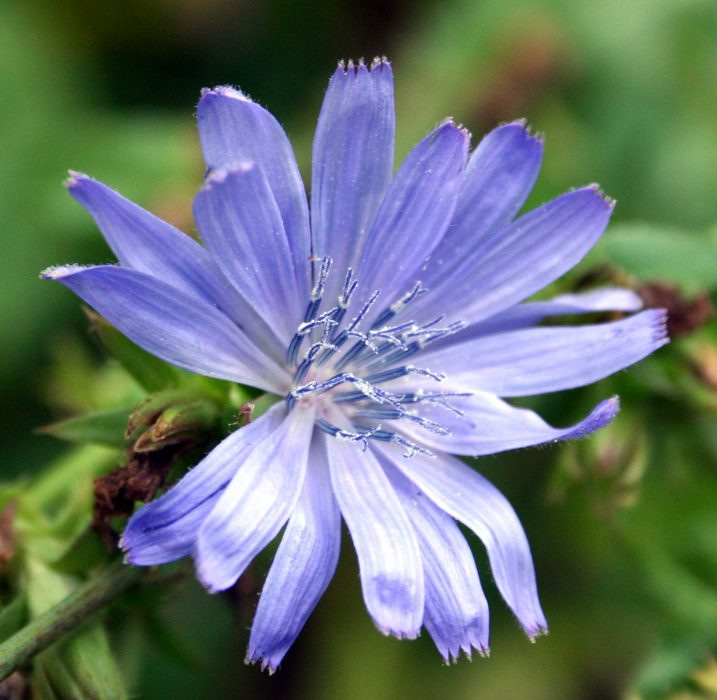 Flor de achicoria