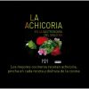 La Achicoria en la Gastronomía del Siglo XXI