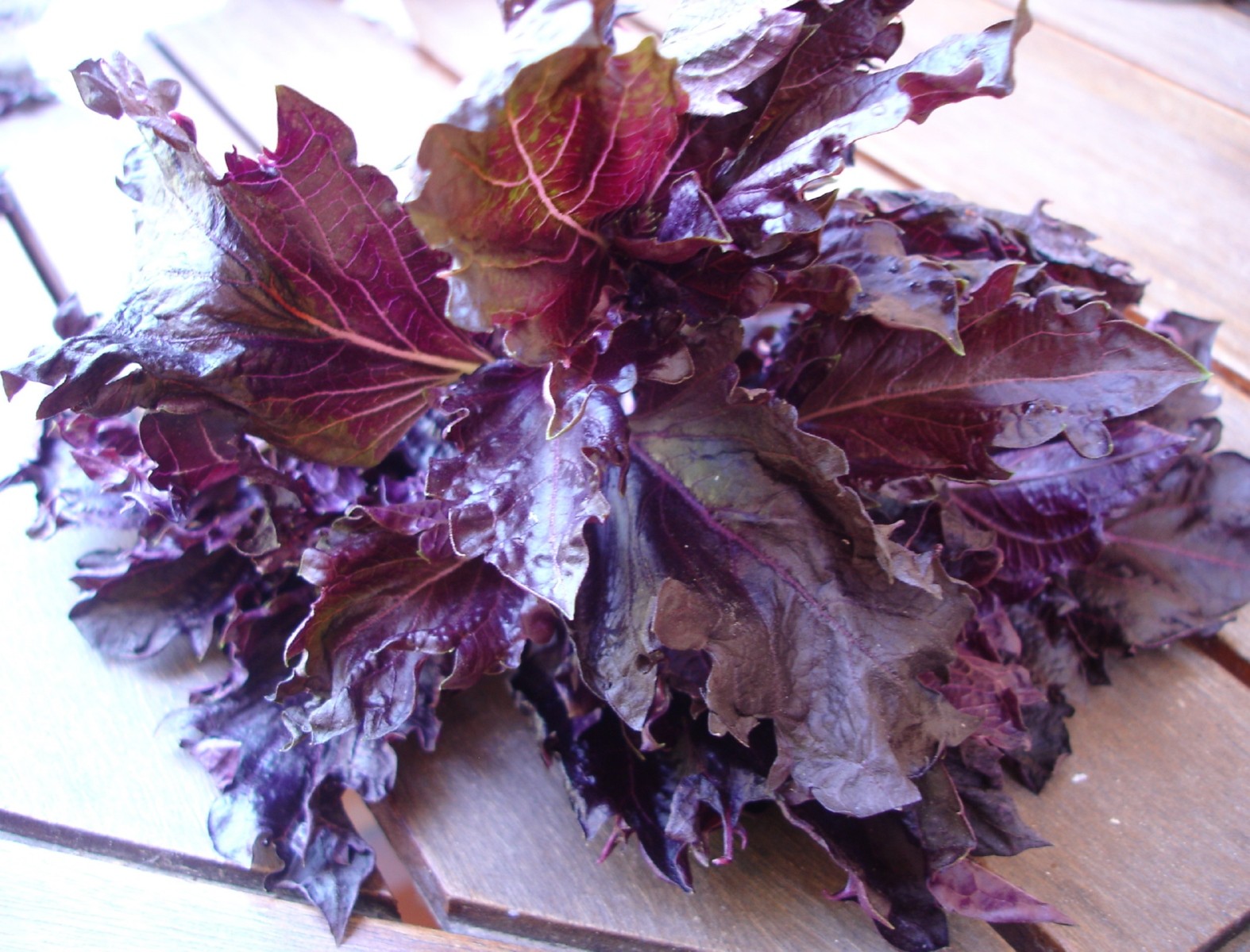 Albahaca púrpura o morada, aroma increíble Albahaca púrpura o morada, aroma increíble