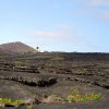 Viñedos en Yaiza, Lanzarote (Islas Canarias)