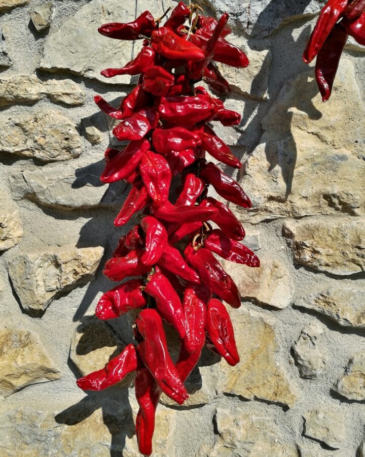Pimientos choriceros en Garay. País Vasco. España / garciabilbao1
