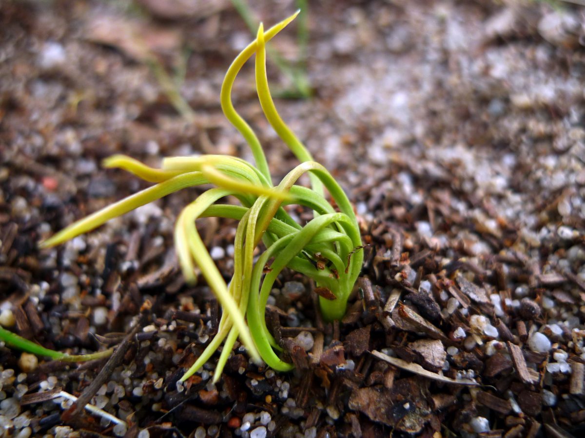 germinado de piñon