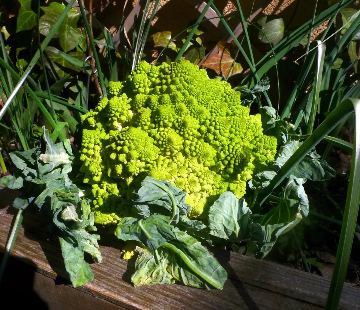 Romanescu 3 Una de las verduras más llamativas que podemos encontrar en el mercado es el Romanescu