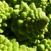 Una de las verduras más llamativas que podemos encontrar en el mercado es el Romanescu