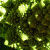 Una de las verduras más llamativas que podemos encontrar en el mercado es el Romanescu