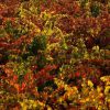 Las Catedrales del Vino