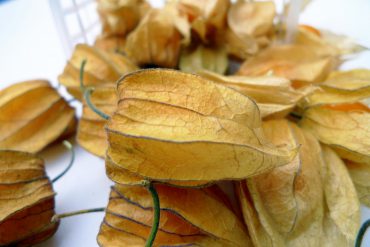 Physalis