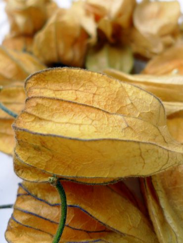 Physalis