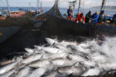 Atún en Barbate