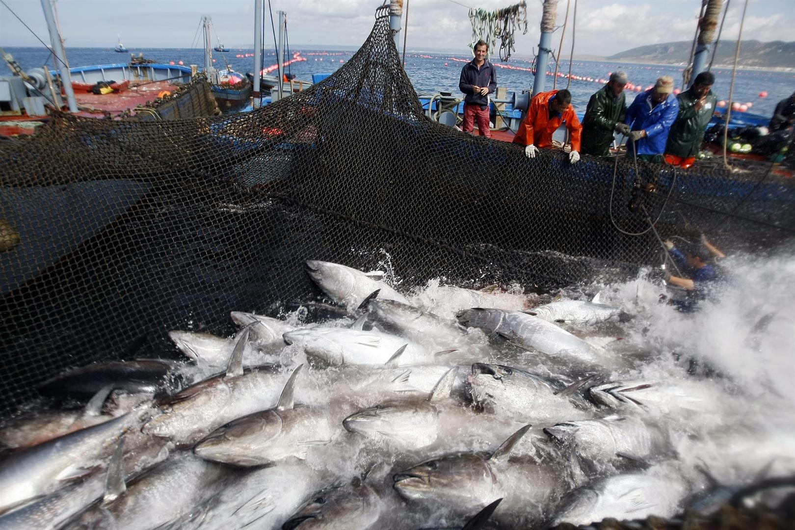 Atún en Barbate