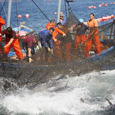 La almadraba de Barbate, pesca de atún