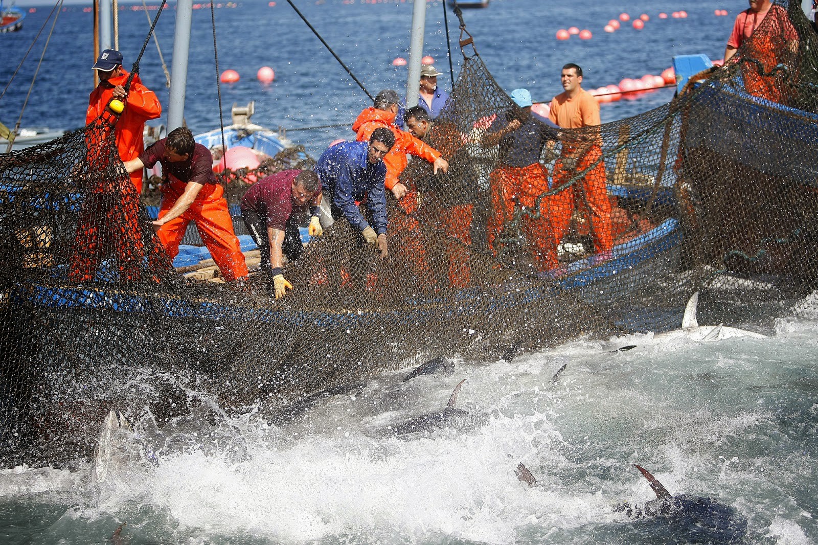 La almadraba de Barbate, pesca de atún